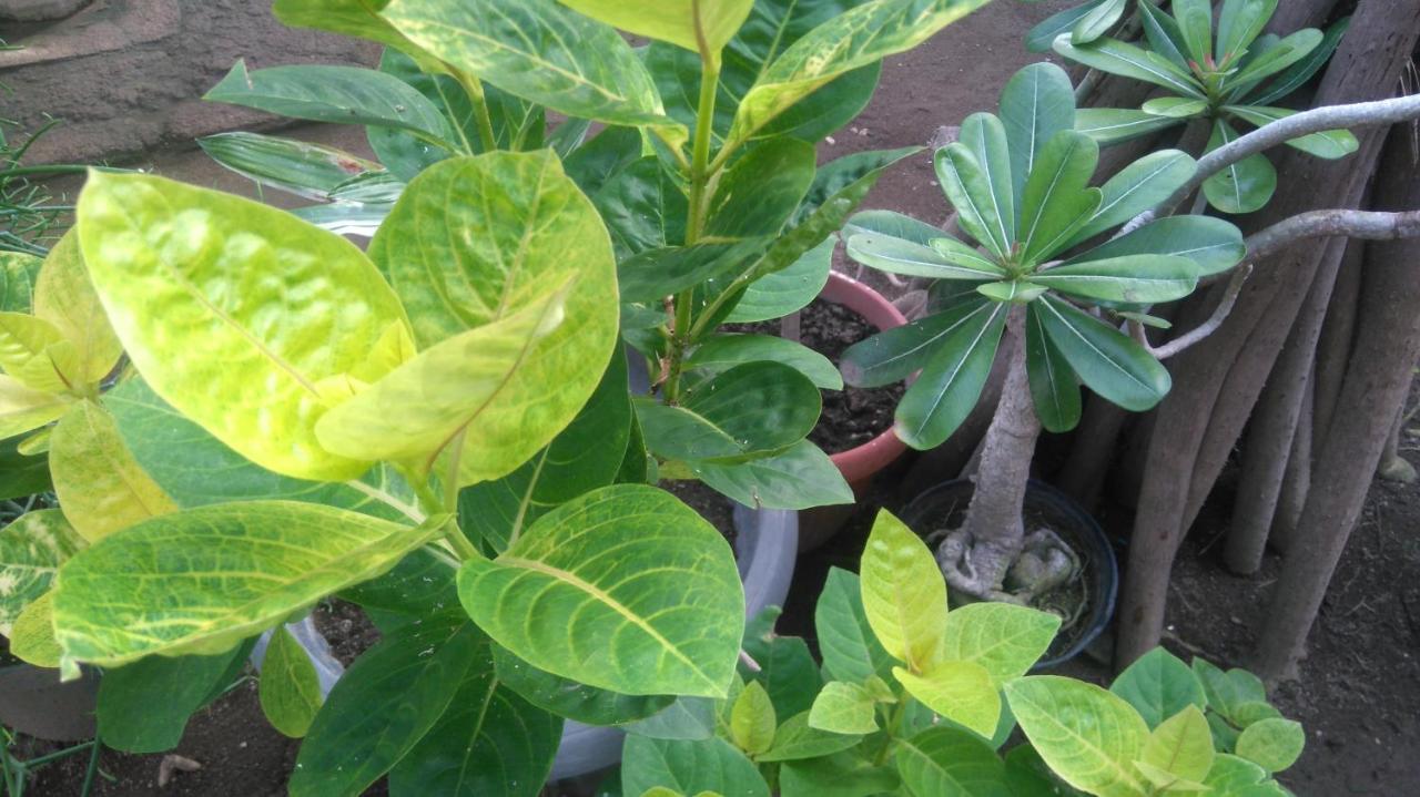 Koi Gili 2*
